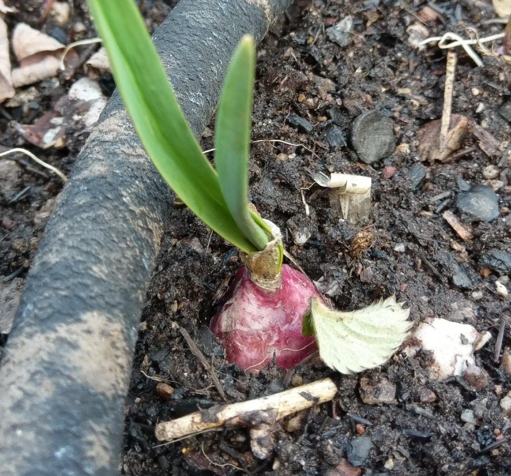 Onion in the raised bed in the garden.